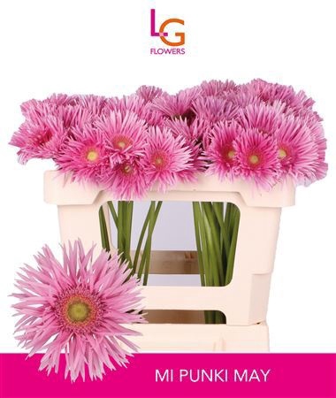 <h4>GE MS PUNKI MAY</h4>