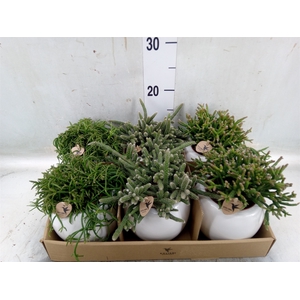 Rhipsalis   ...mix