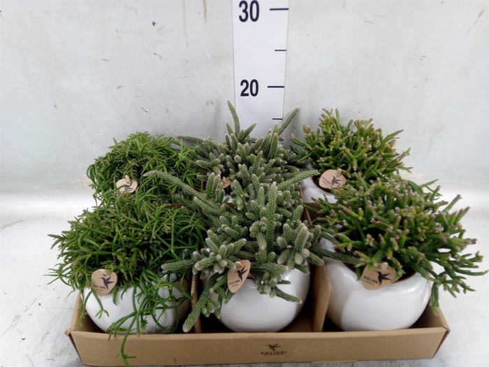 <h4>Rhipsalis   ...mix</h4>