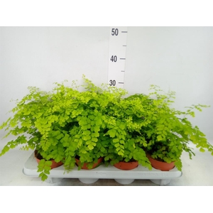 Adiantum raddi. 'Fragrans'