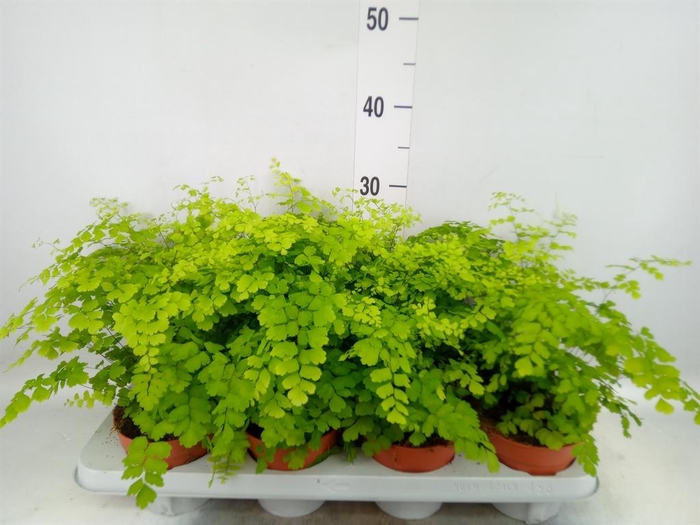 <h4>Adiantum raddi. 'Fragrans'</h4>
