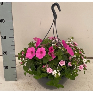 PERKPL GEM IN POT