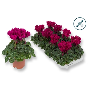 Cyclaam-XL-PAARS