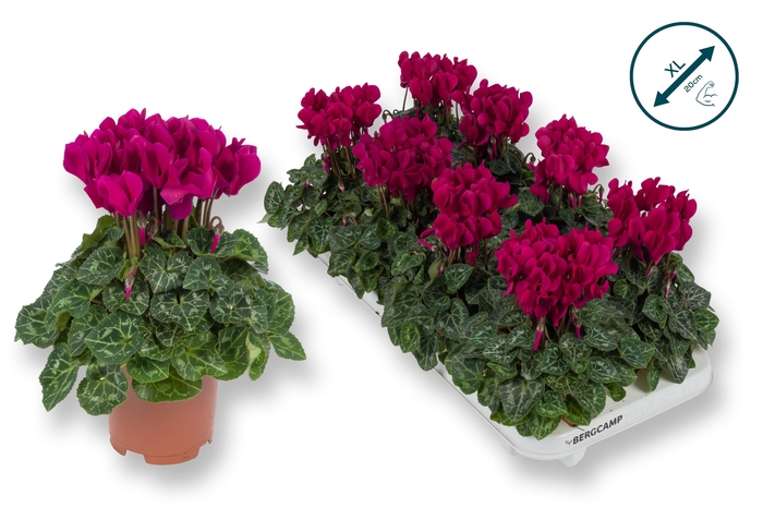 <h4>Cyclaam-XL-PAARS</h4>