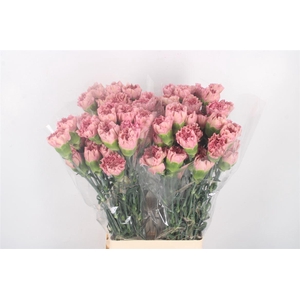 Di St Lege Pink