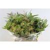 Euca Populus Berry Short 150 Gram