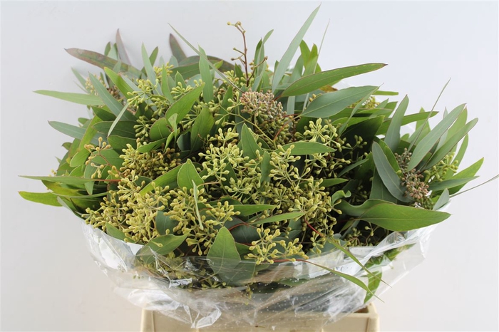 <h4>Euca Populus Berry Short 150 Gram</h4>