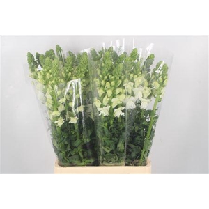 Antirrhinum It. White