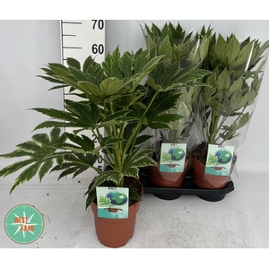 Fatsia japonica Variegata 19Ø 60cm