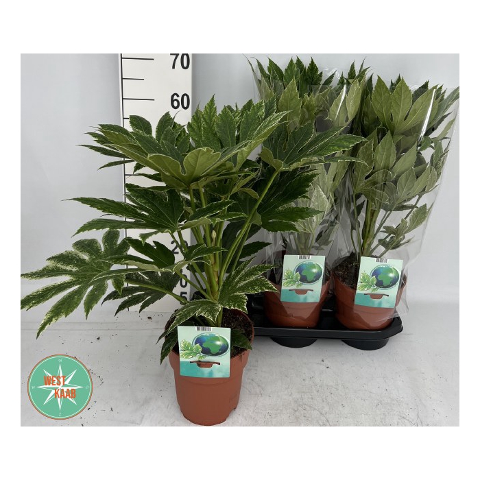 <h4>Fatsia japonica Variegata 19Ø 60cm</h4>
