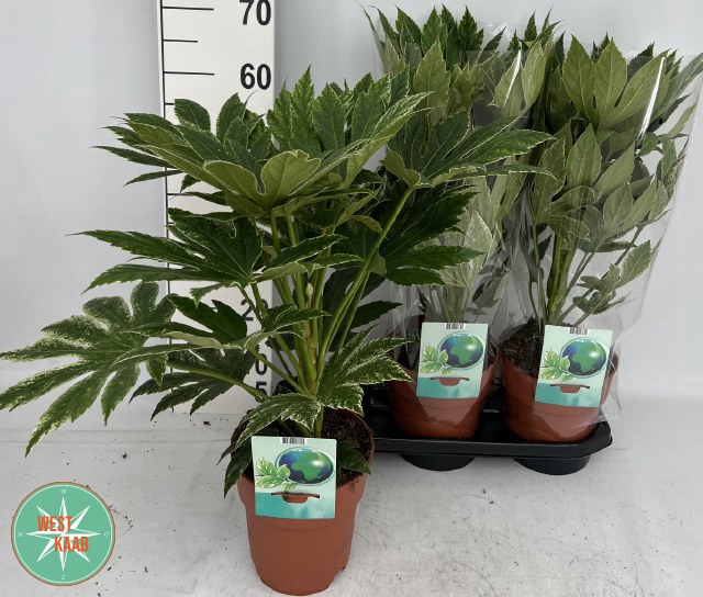 Fatsia japonica Variegata 19Ø 60cm