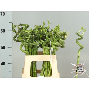 DRAC LUCKY BAMBOO