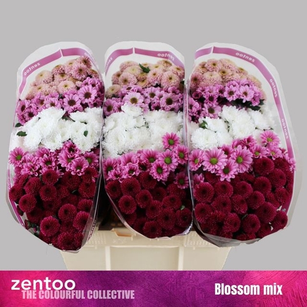<h4>CHR SAN GEM SWEET MIX</h4>