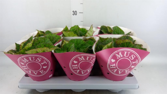 <h4>Begonia BD rex 'Lime Fever'</h4>