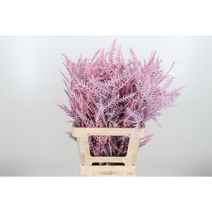 Grevilea Ivanhoe Kl Bh Licht Roze