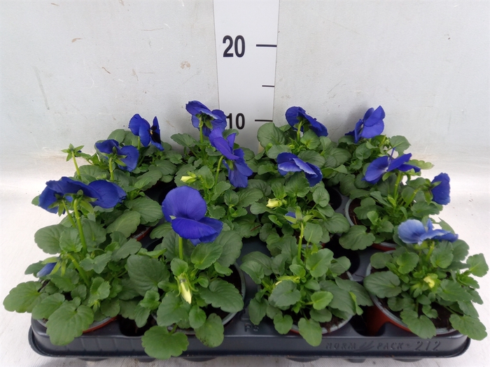 <h4>Viola wr. 'Delta Blue wBlotch'</h4>