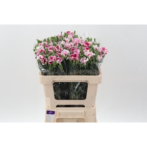 Di Solomio Fire Fly It