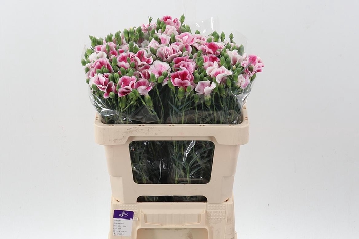 <h4>Di Solomio Fire Fly It</h4>