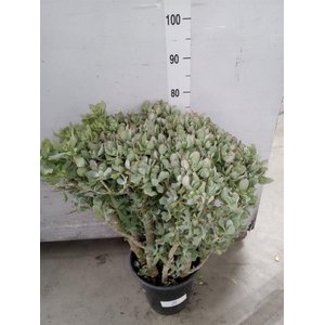 Crassula arborescens