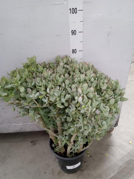 <h4>Crassula arborescens</h4>