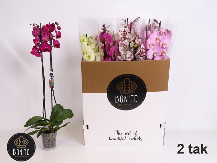 <h4>PHAL GEM 7 KL</h4>