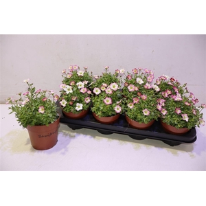 arr8 Saxif Alp Early Pico