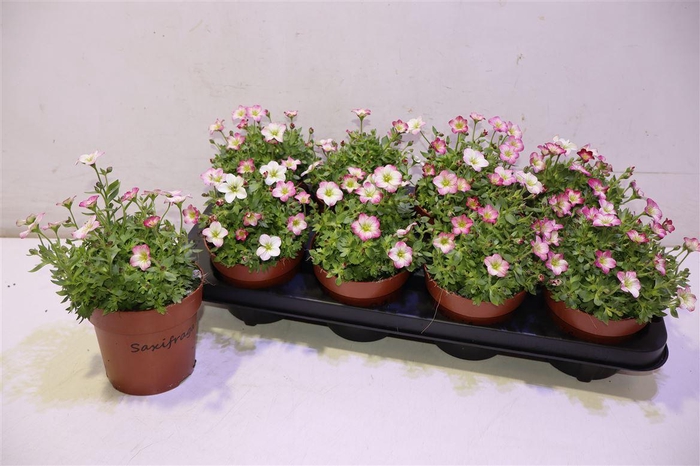 <h4>arr8 Saxif Alp Early Pico</h4>