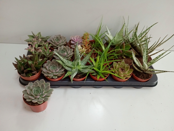 <h4>SUCC GEM 6 SRT</h4>