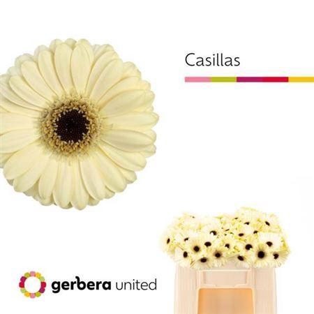 <h4>Ge Mi Casillas</h4>