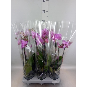 Phalaenopsis   ...