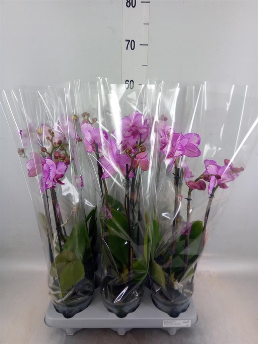 <h4>Phalaenopsis   ...</h4>