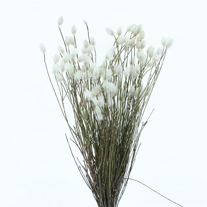 Kaaps Everlasting White