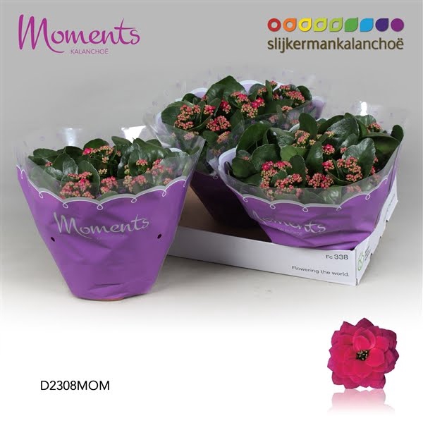 <h4>Kalanchoe Moments - Purple</h4>