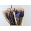 Dried Celosia Lavender Bunch