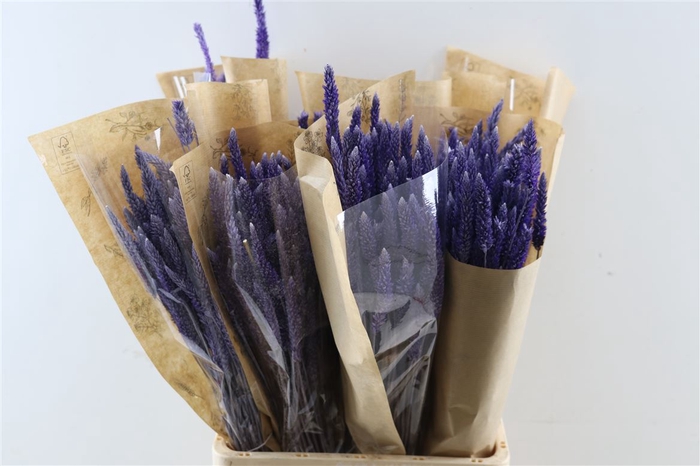 Dried Celosia Lavender Bunch