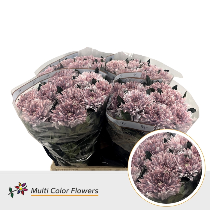 <h4>Chr G Undercover Misty Blush</h4>