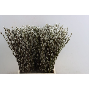 Salix Wilgenkatjes 50cm P Stem