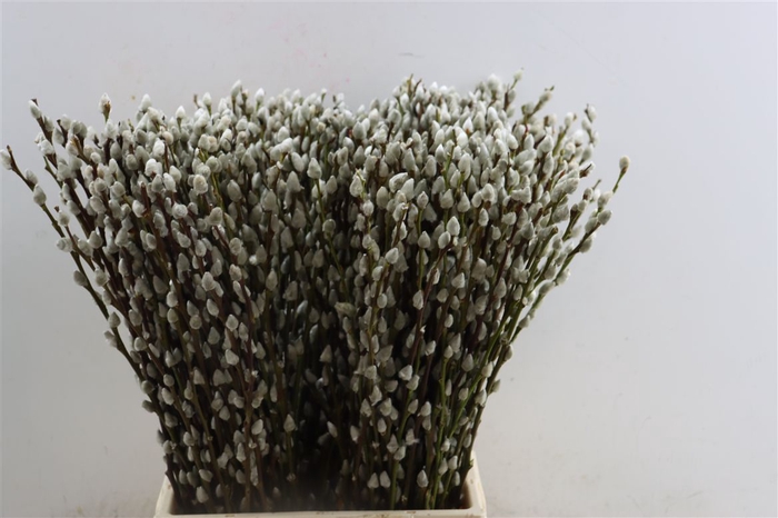 <h4>Salix Wilgenkatjes 50cm P Stem</h4>