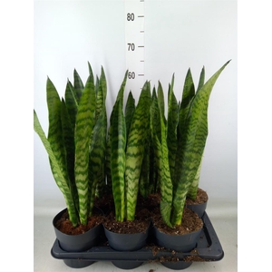 Sansevieria zeylanica