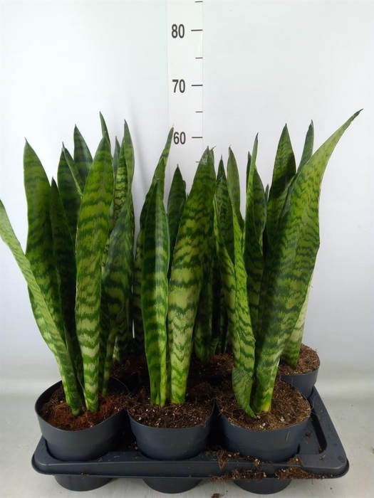 <h4>Sansevieria zeylanica</h4>