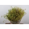 Euca Exotica Berry Mat 55cm P Bunch