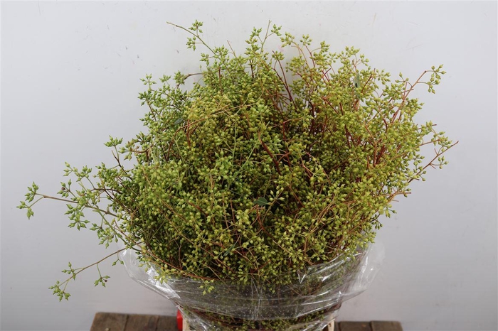 Euca Exotica Berry Mat 55cm P Bunch