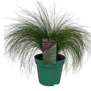 Stipa Tenuifolia Pony Tails