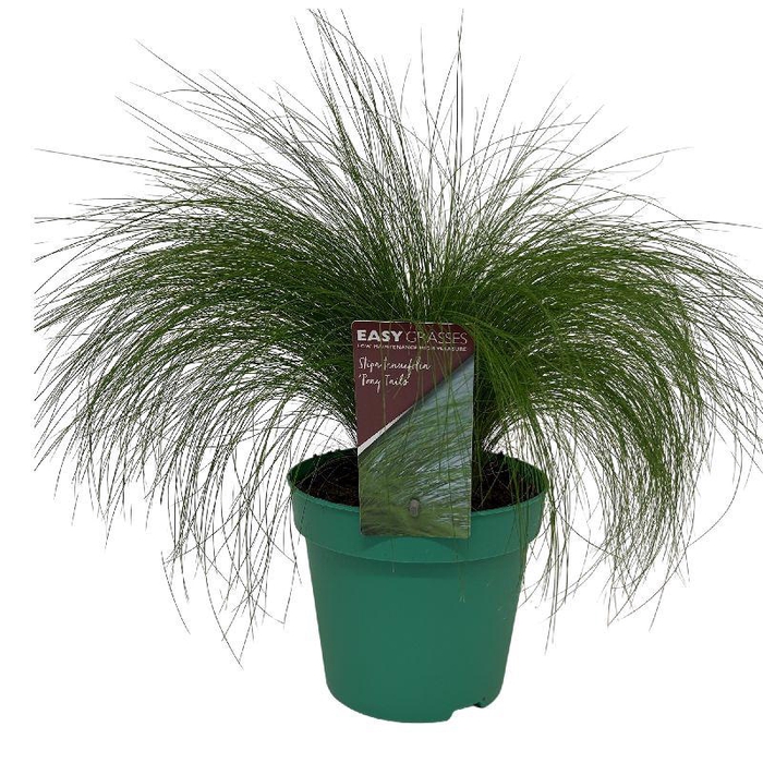 <h4>Stipa Tenuifolia Pony Tails</h4>