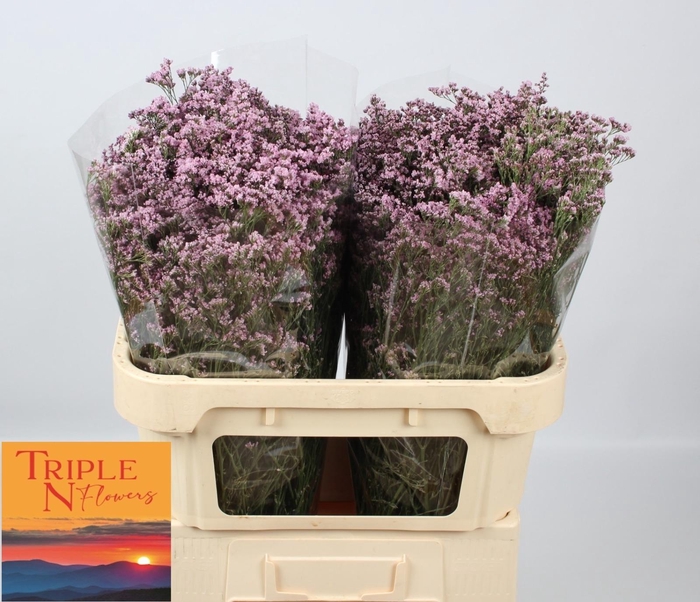 <h4>LIMONIUM  'SAFORA OSHI PINK'</h4>