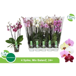 PHAL GEM