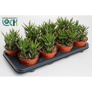 Kalanchoë Spider Green