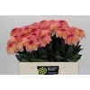 Dahlia Chanel