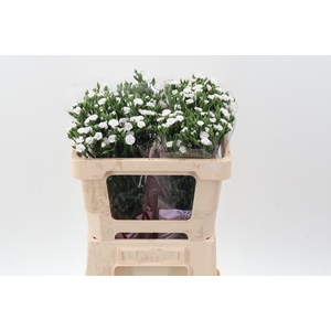Di Raffine Lois 50cm
