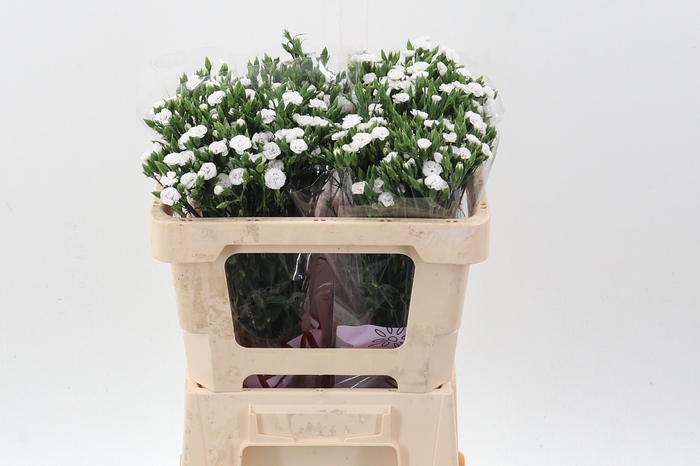 <h4>Di Raffine Lois 50cm</h4>